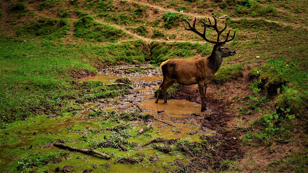 Understanding the Importance of Biodiversity